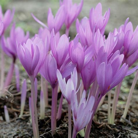 Naked Lady (Colchicum)